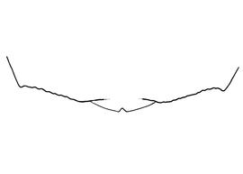   Anthidium parkeri  female, diagram showing the dorsal view of the sixth tergite (T6), diagram from Gonzalez and Griswold 2013 
